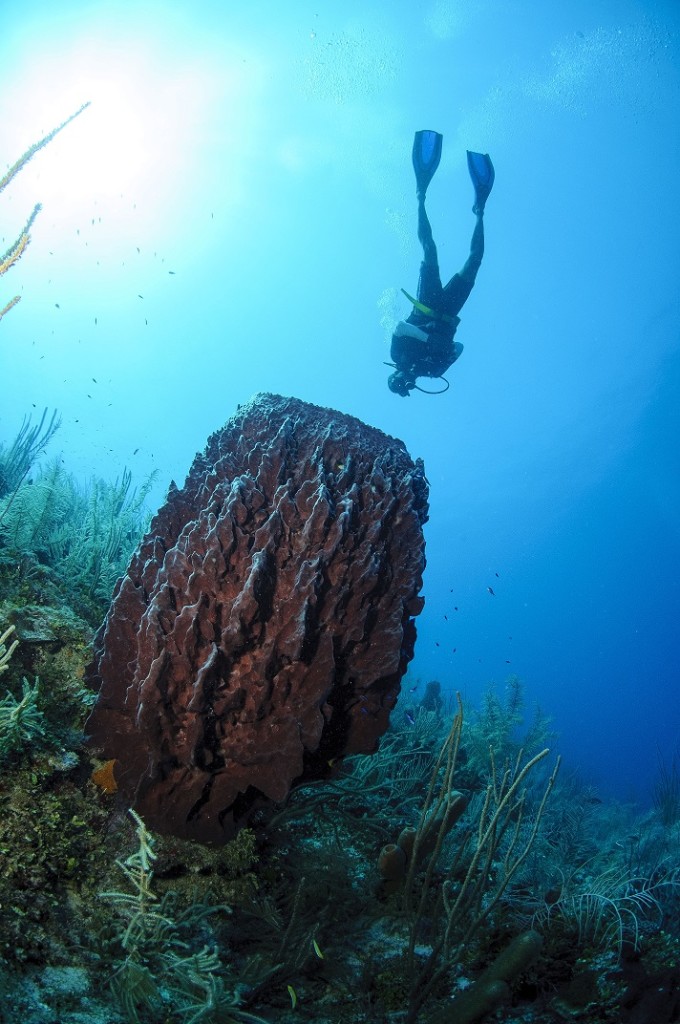 Duiken Belize De mooiste duiklocaties van Belize! Unico Travel