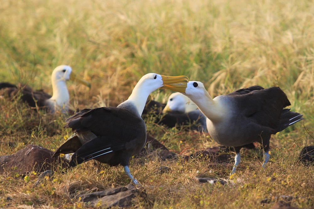 Española Albatros galapagos eilanden