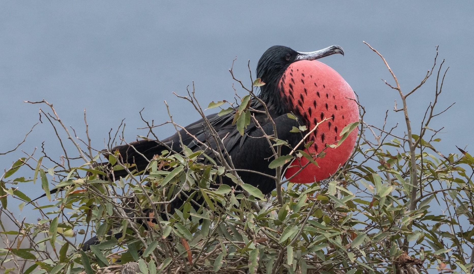 Fregatvogel Galapagos eilanden