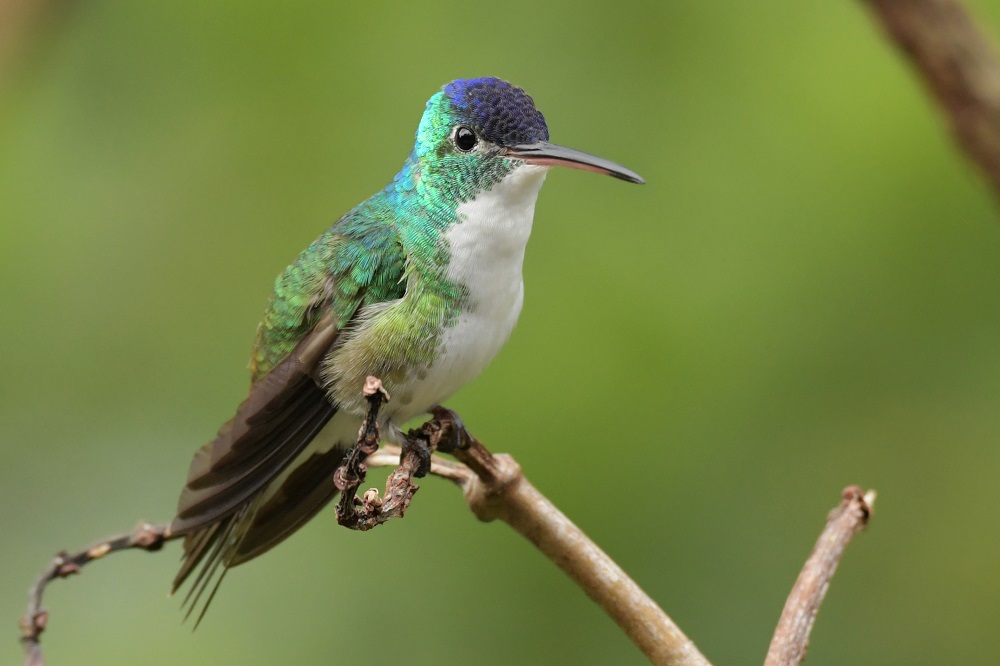 Kolibrie vogelreis colombia