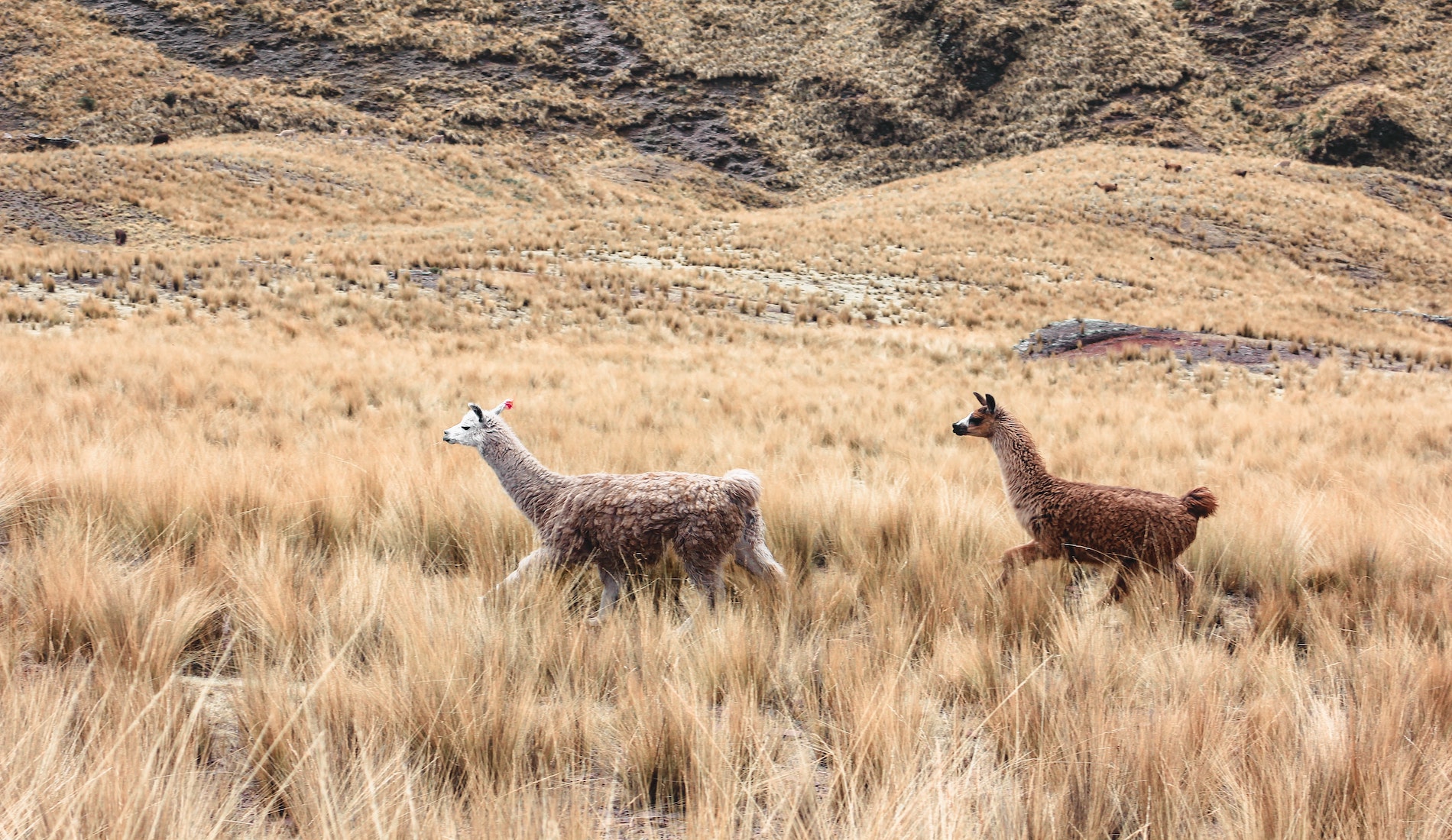Lama Andesgebergte Peru