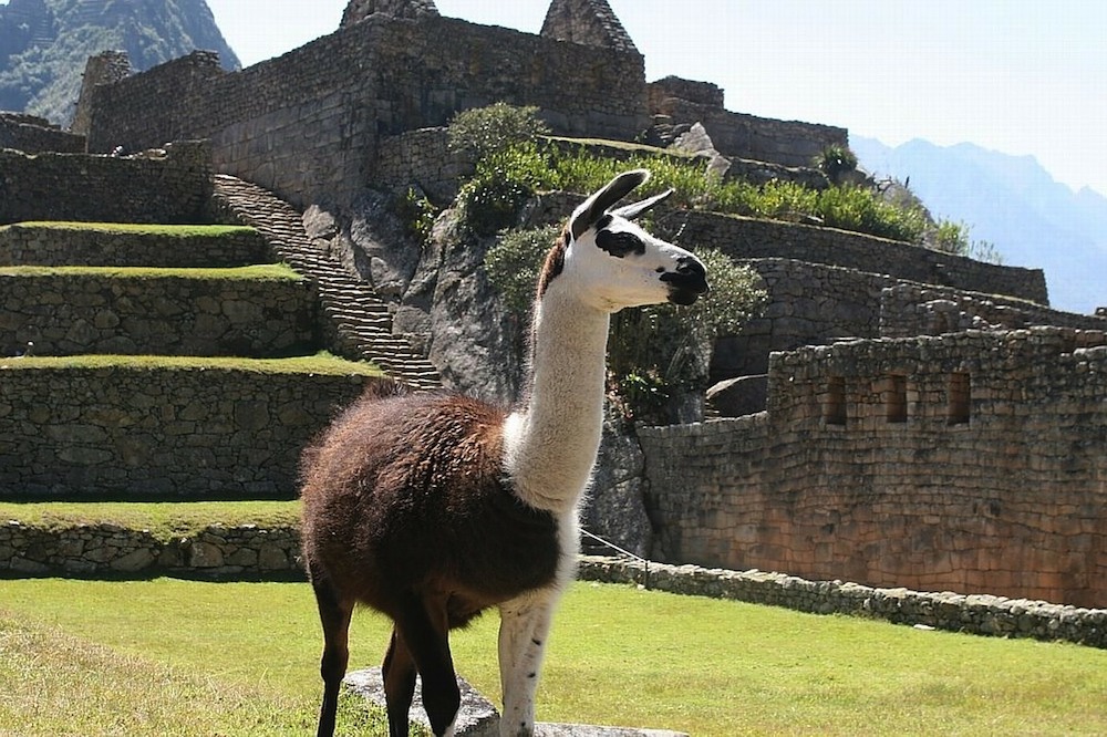 Lama Machu Picchu hoogtepunten reis peru 