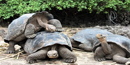 Reuzenschildpadden Galapagos eilanden