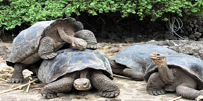 Reuzenschildpadden Galapagos eilanden 1