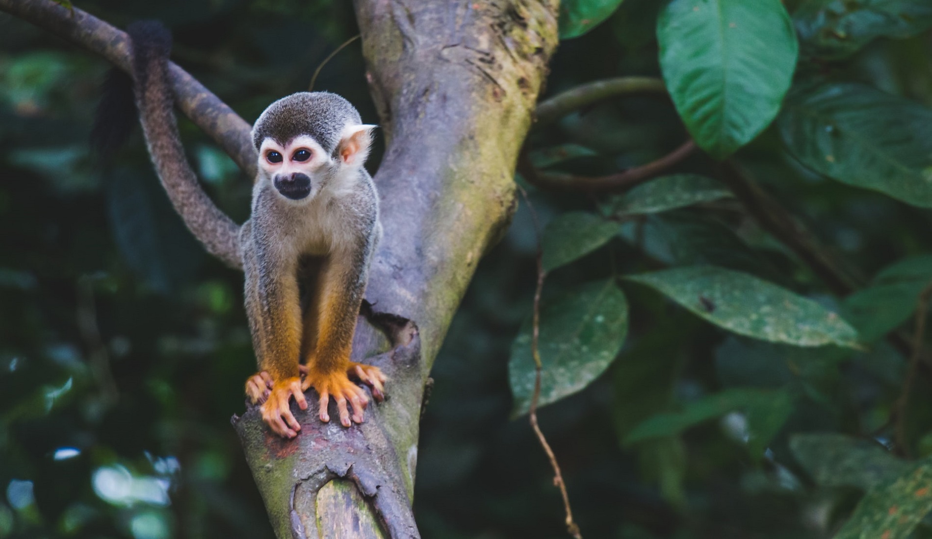 aap rondreis colombia