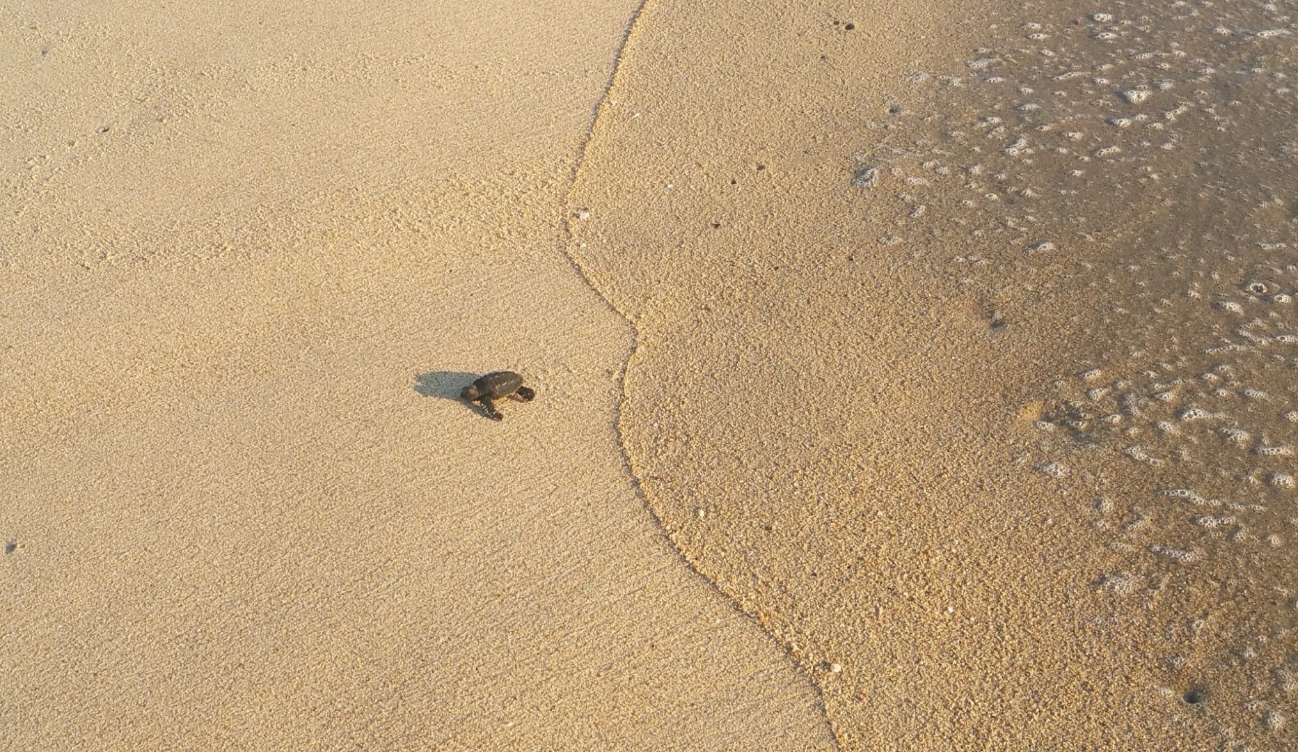 baby schildpadje mexico