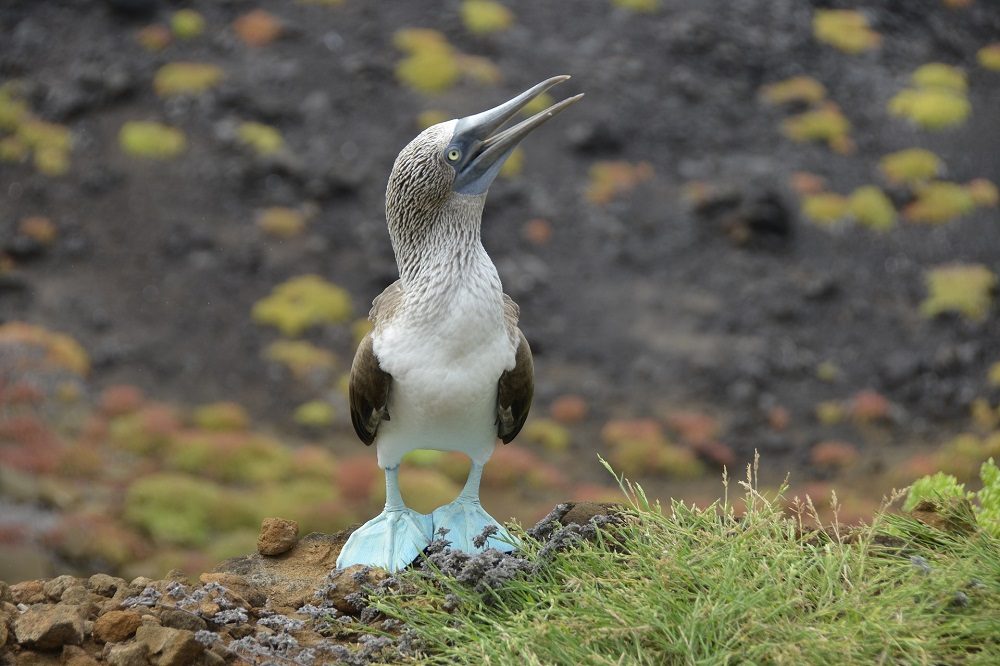 Blue footed booby Galapagos eilanden