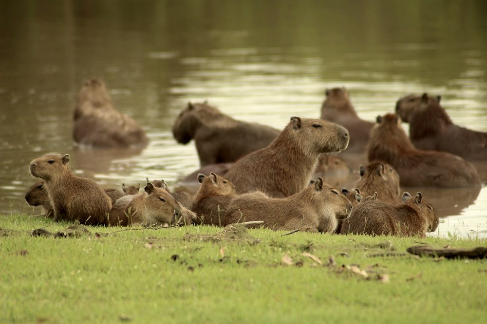 Capibara los llanos