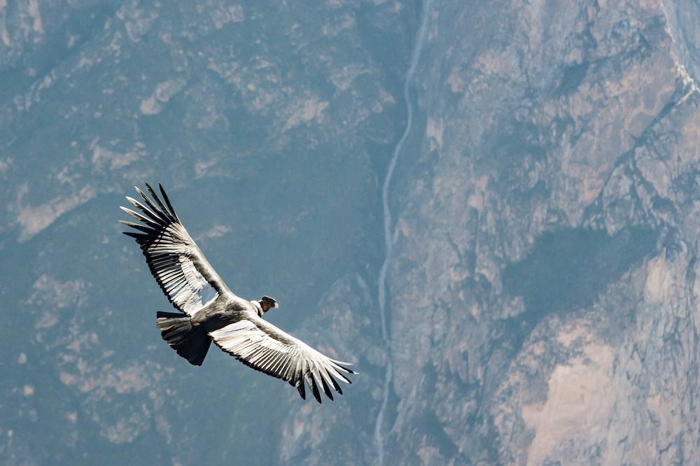 Condor Colca Canyon