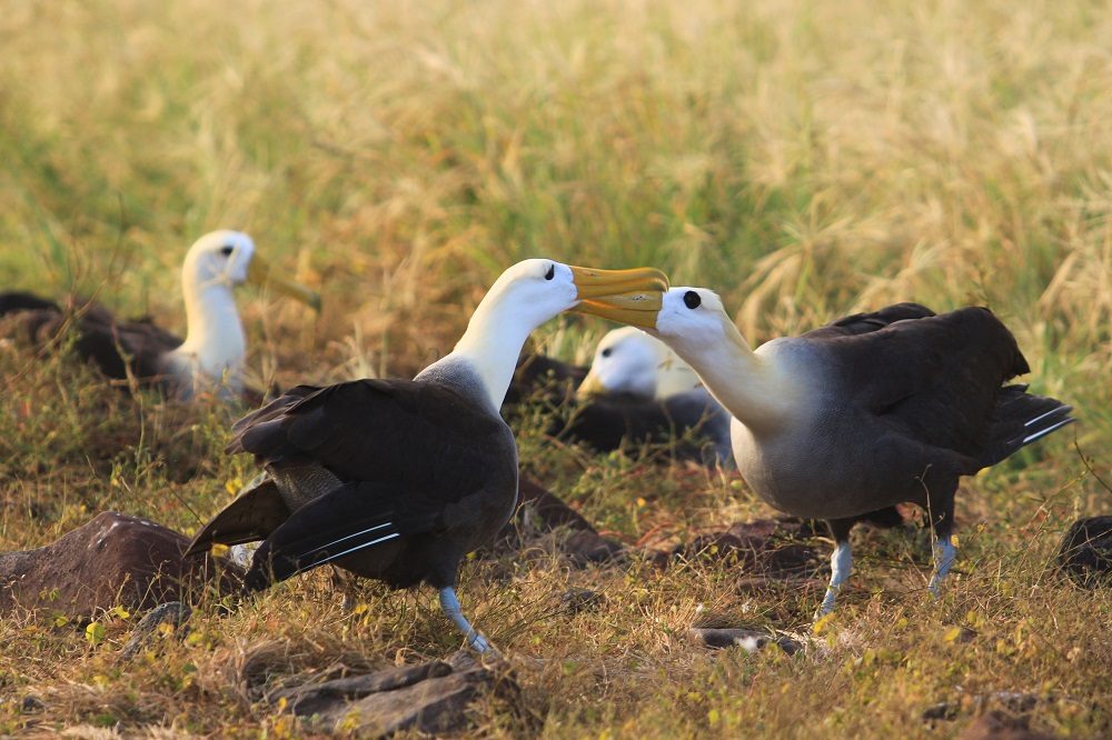 Espanola Albatros galapagos eilanden 1