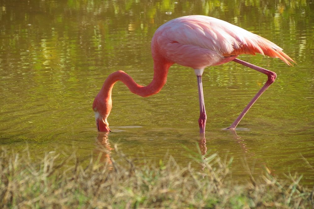 Flamingo Galapagos Santa Cruz