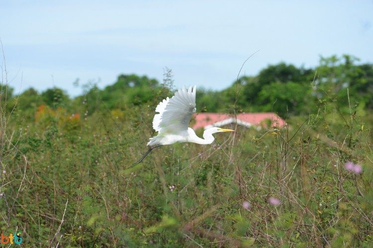 Great egret belize Great egret belize