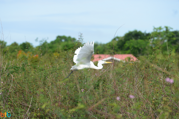 Great egret belize