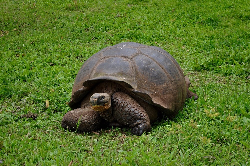 Reuzenschildpad Galapagos