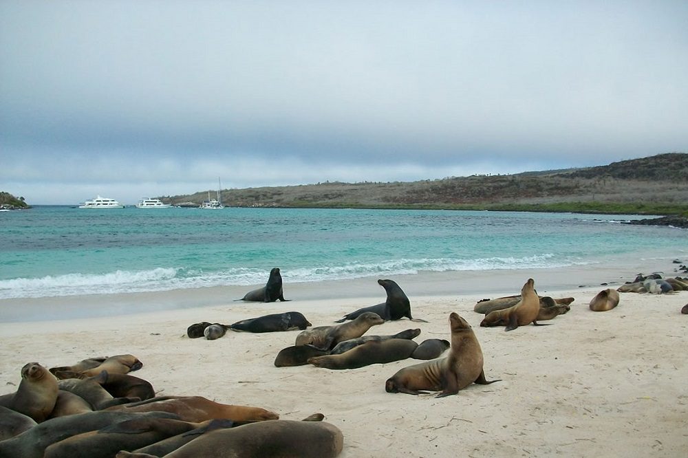 San Cristobal Lobos island duikreis galapagos eilanden San Cristobal Lobos island duikreis galapagos eilanden