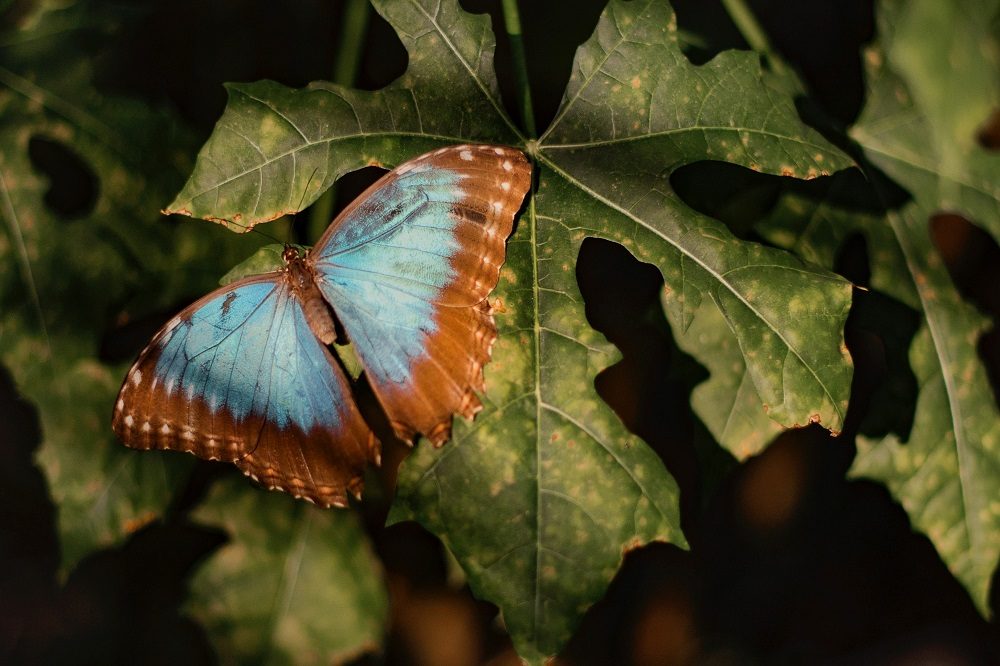 Vlinder blue morpho rondreis belize