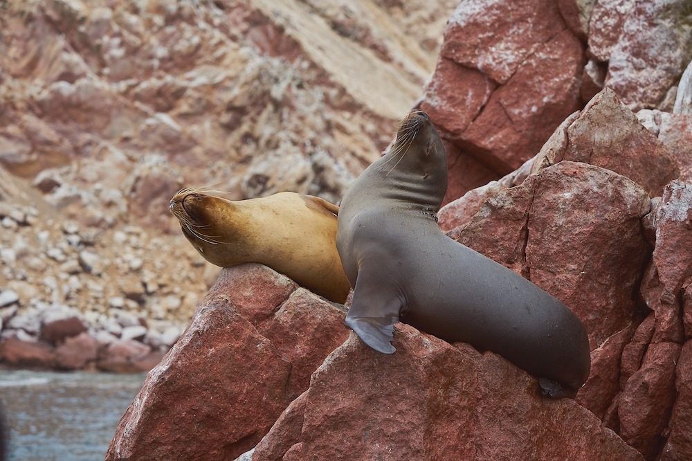 Zeeleeuwen Paracas Peru 