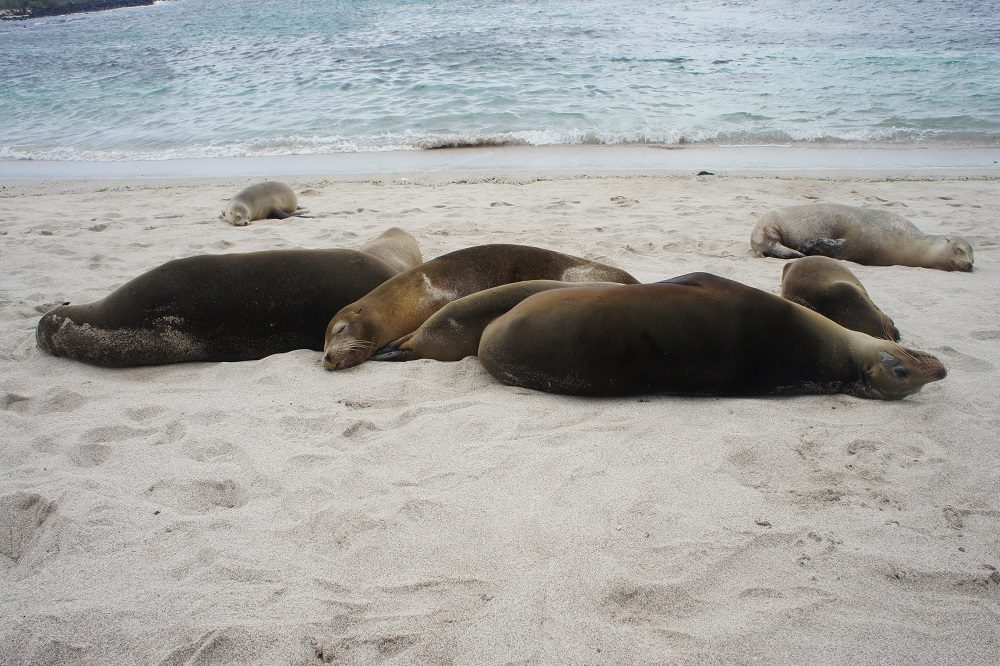 Zeeleeuwen Galapagos