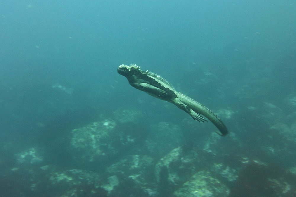Zeeleguaan Galapagos