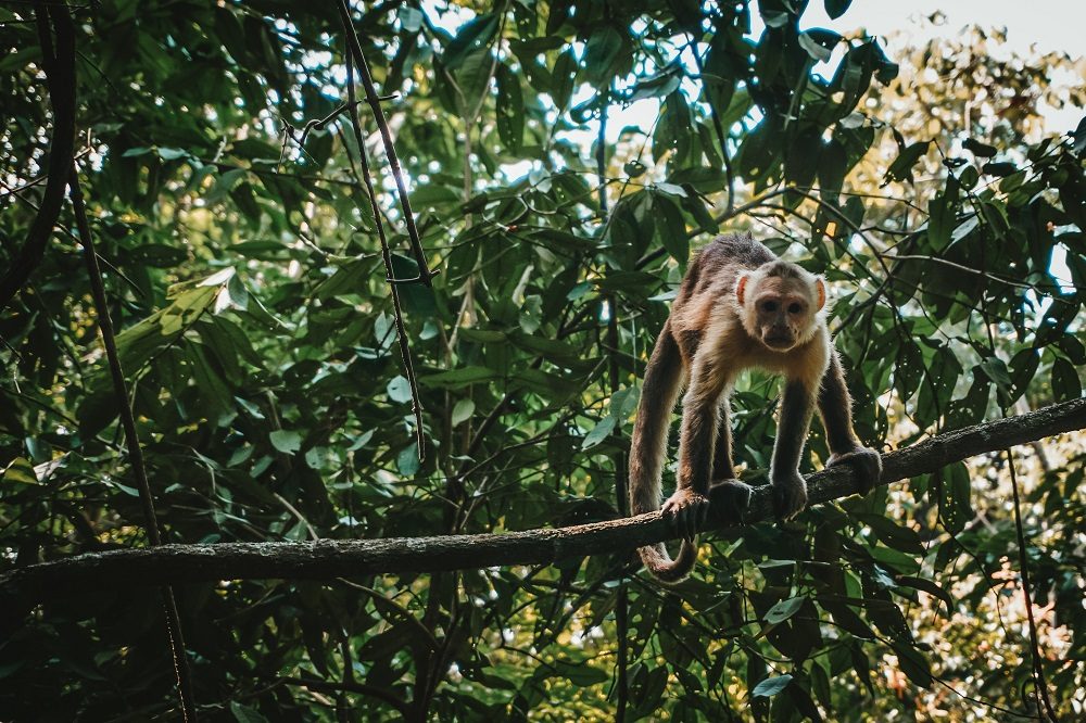 aap tayrona rondreis colombia