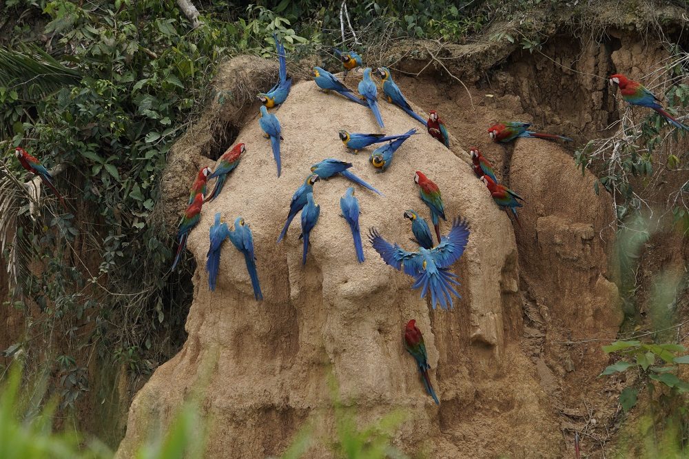 ara's amazone rondreis peru (fotocredits Paulo de Boer)