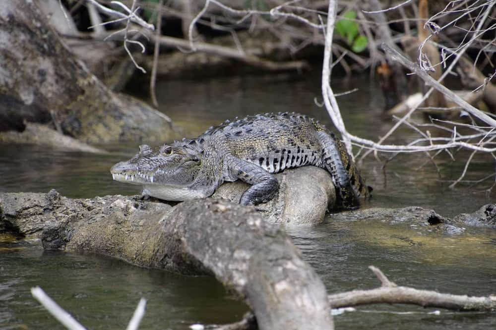 bezienswaardigheden belize krokodil lamanai