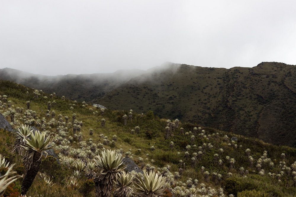 chingaza paramo colombia