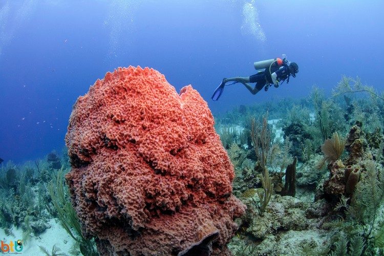 duiken in belize 2 duiken in belize 2