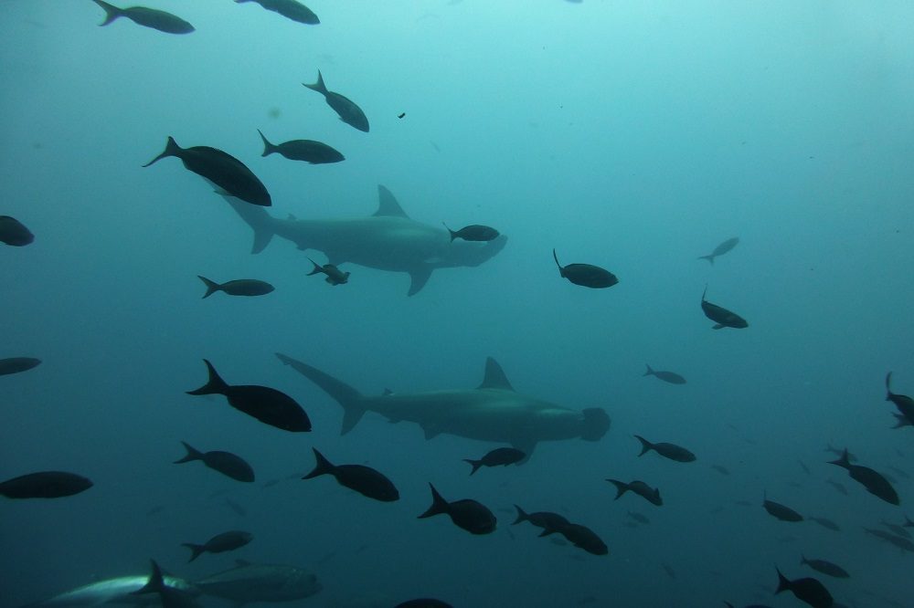 hamerhaaien duikreis galapagos eilanden 2