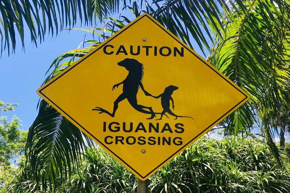 iguana bord belize