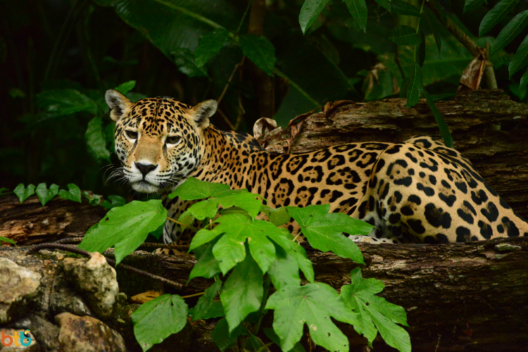 jaguar belize