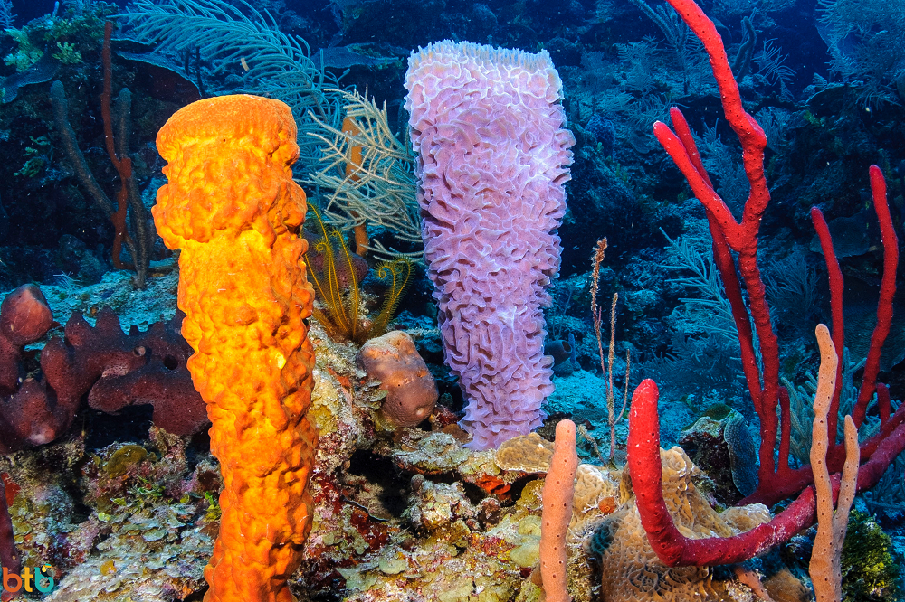 koraal belize