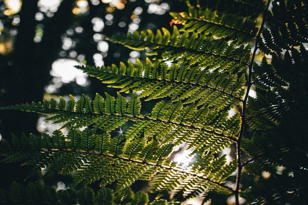 la tigra rondreis honduras la tigra rondreis honduras