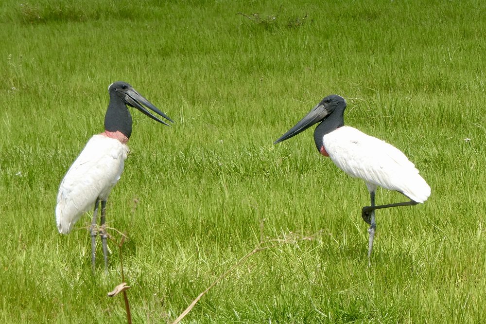 los llanos rondreis colombia