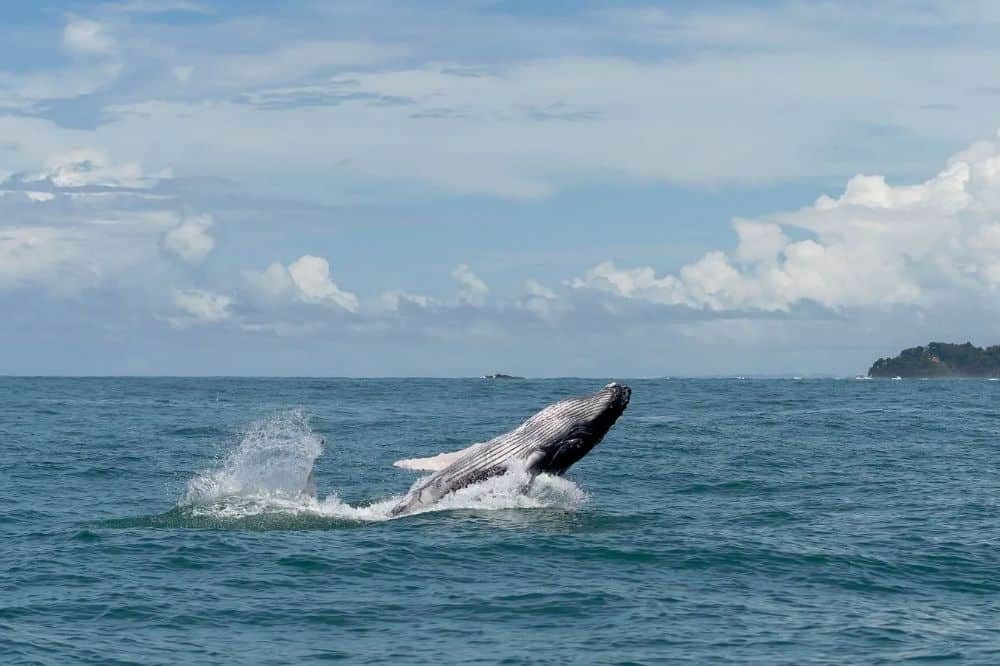 panama hoogtepunten walvis