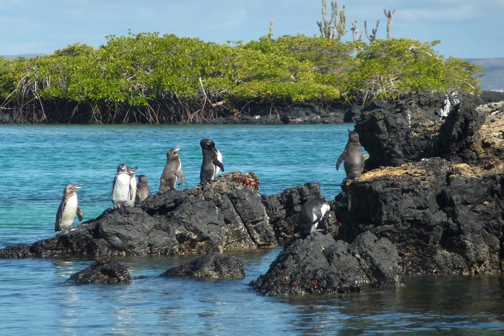 pinguins galapagos eilanden
