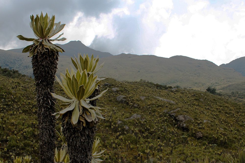 rondreis colombia los nevados paramo