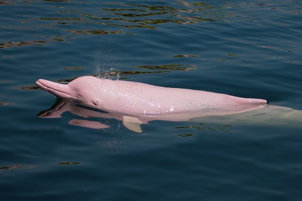 rondreis colombia roze dolfijn