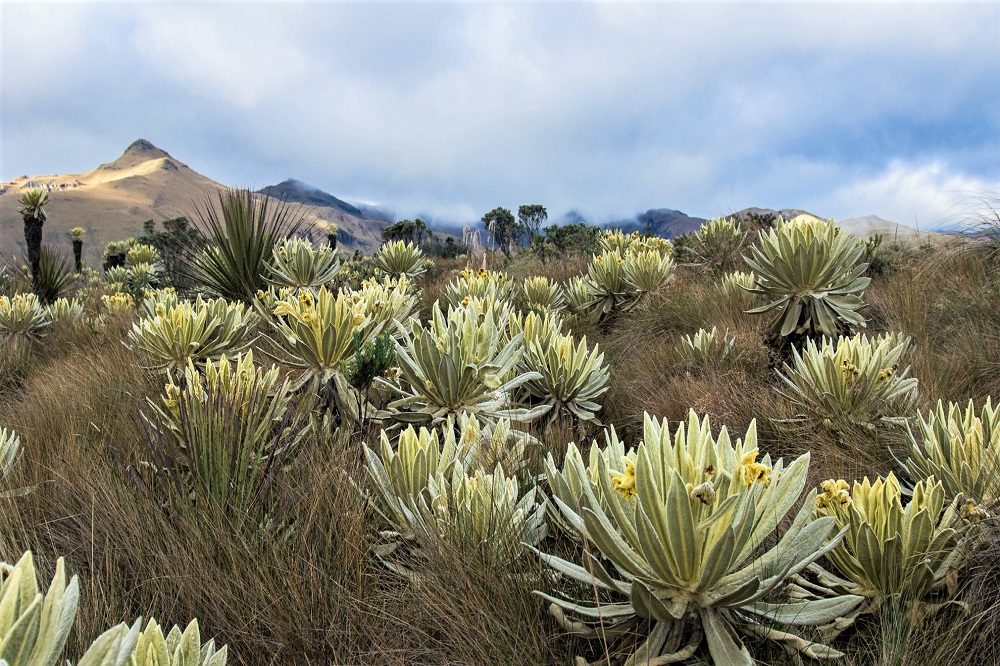 rondreis ecuador el angel rondreis ecuador el angel