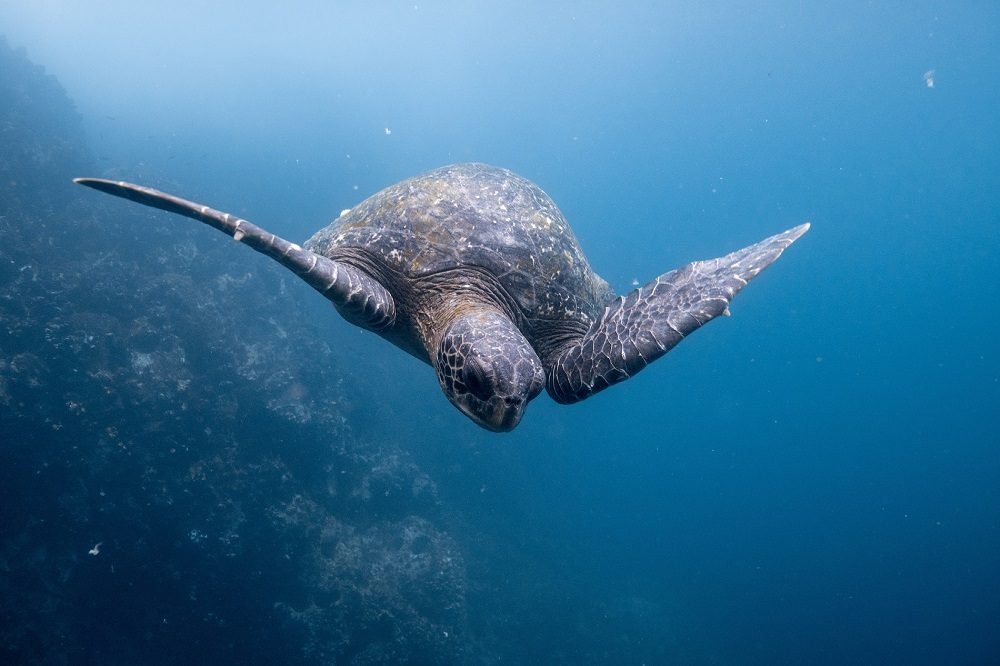 schildpad galapagos