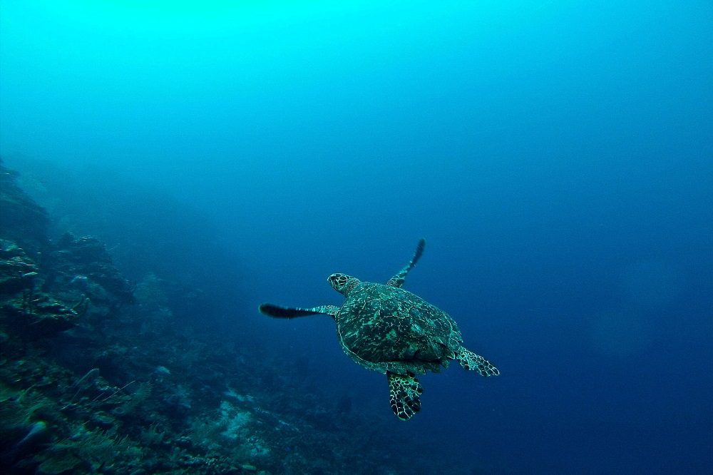 schildpad rondreis honduras