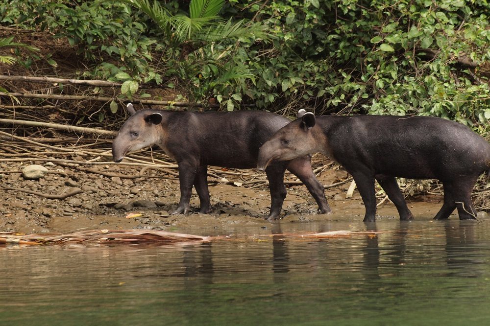 tapirs 3
