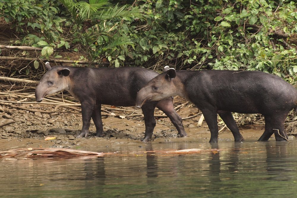 tapirs nationaal park corcovado 1 tapirs nationaal park corcovado 1