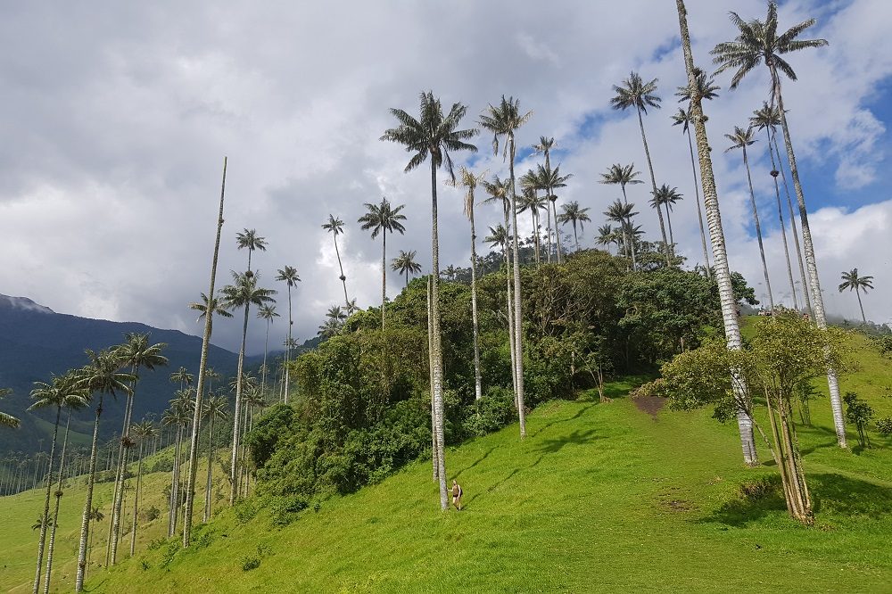 valle de cocora luxe reis colombia