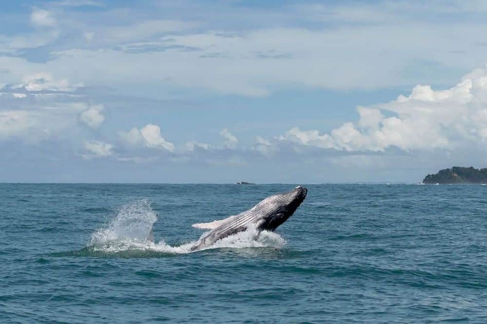 walvis rondreis colombia