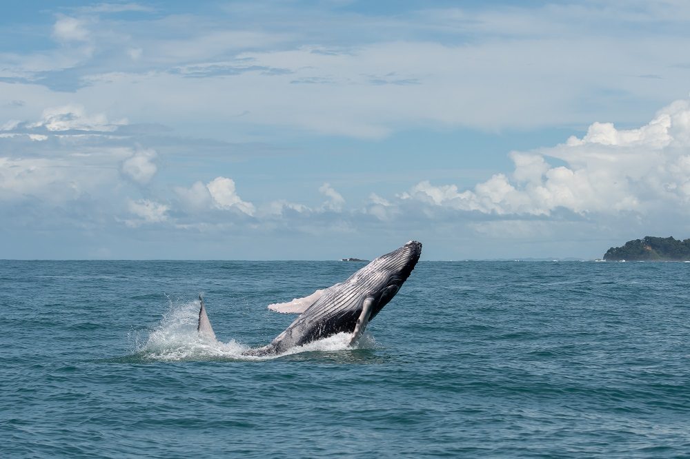 walvis uvita fotografiereis