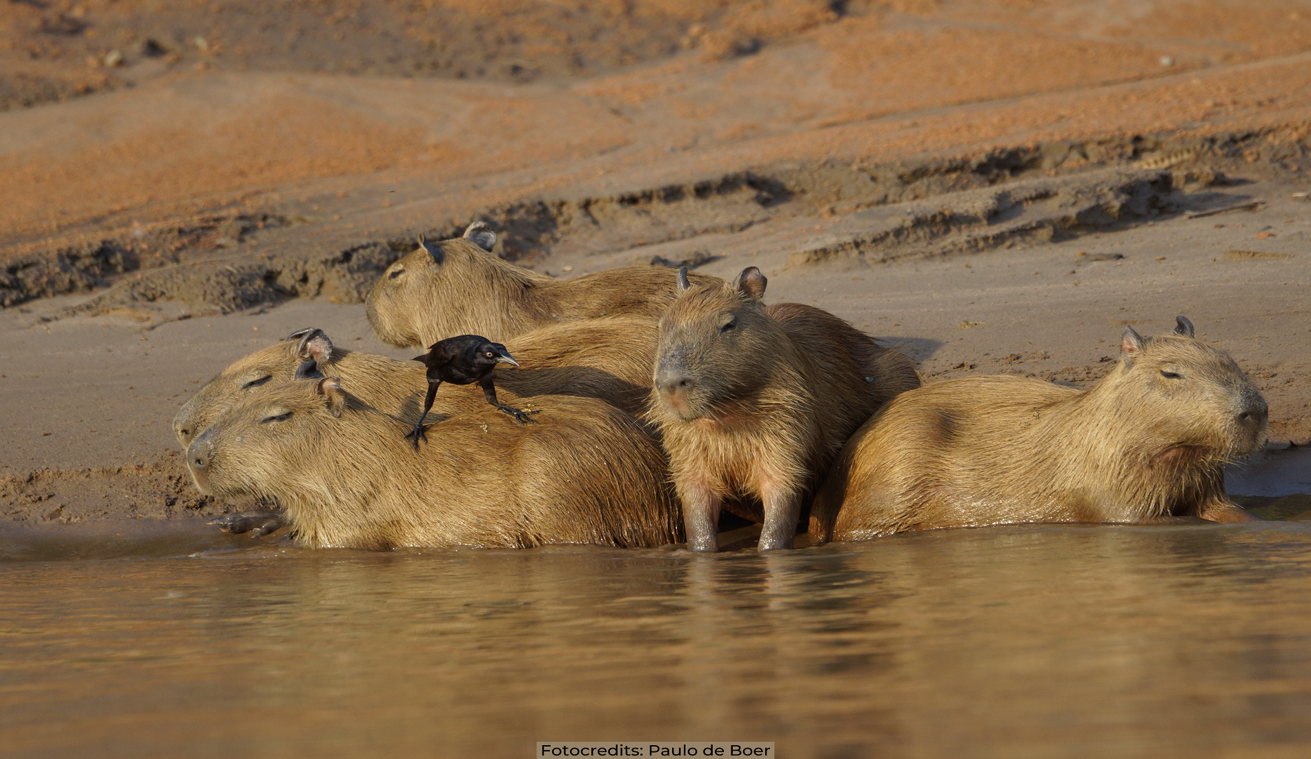 capibaras amazone Paulo de Boer
