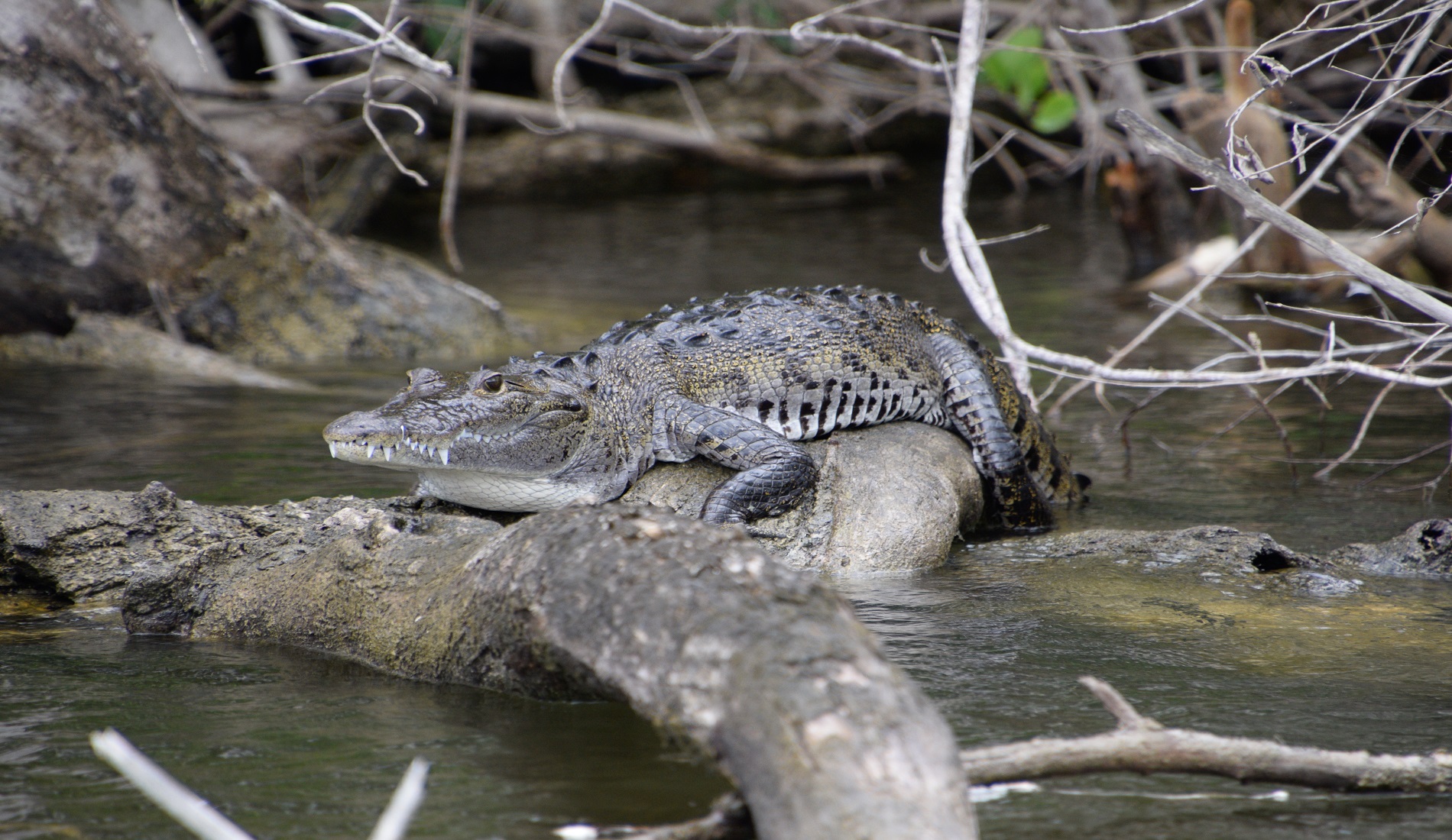 krokodil rondreis belize