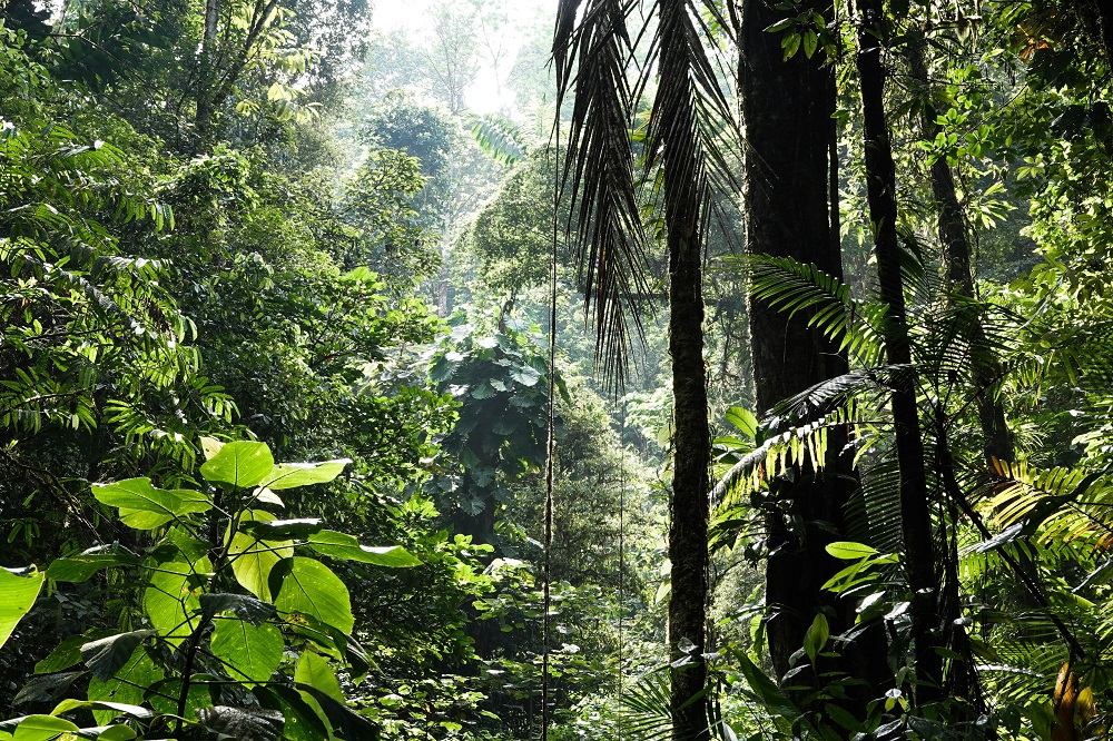 regenwoud in costa rica