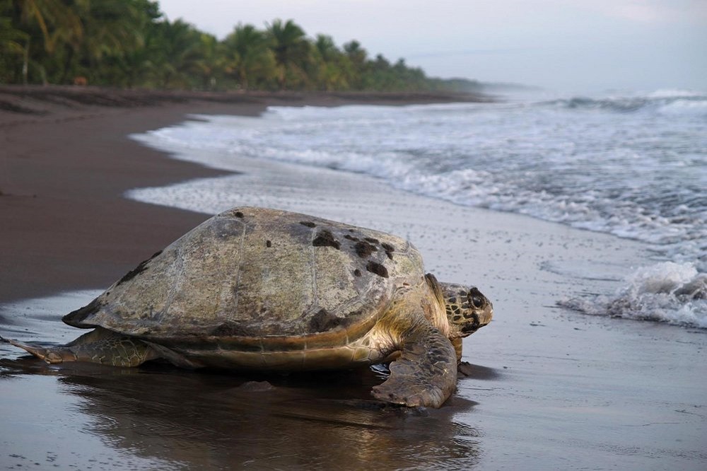rondreis costa rica en nicaragua schildpad